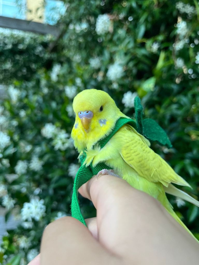 Budgies & Complete Setup for Sale – Loving Home Needed