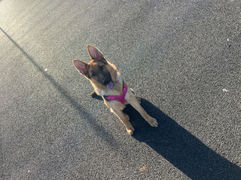 7 month old German shepherd 