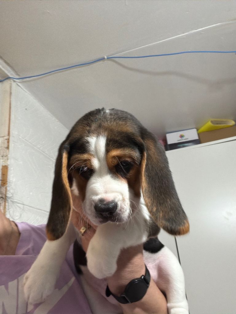 Lovely Beagle puppy
