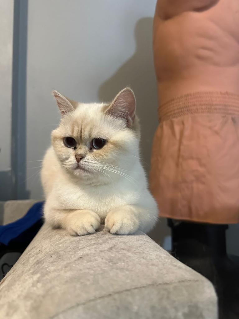 Cream British shorthair 
