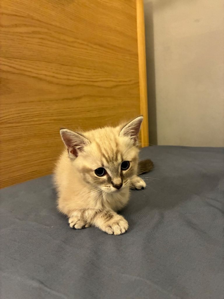 Beautiful Ragdoll kittens for sale! (PLEASE READ THE DESCRIPTION)