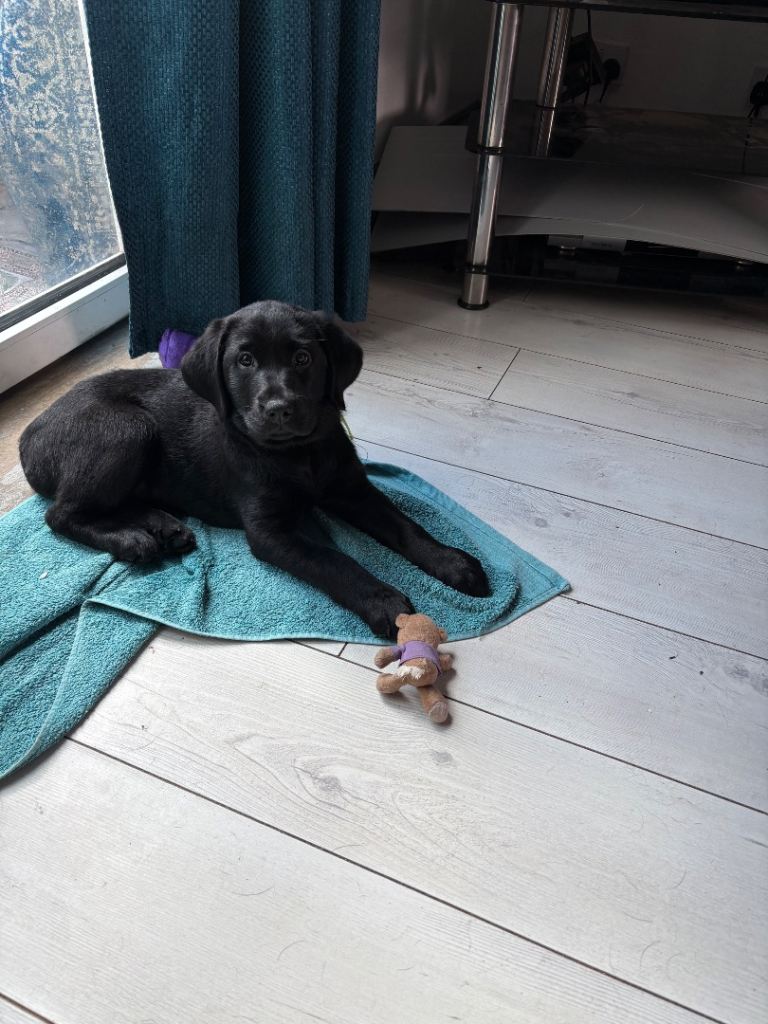 goldador puppies ready now