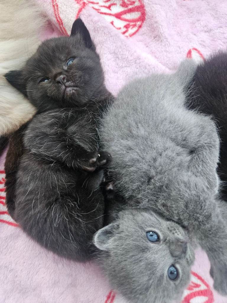 Ragg doll x british short hair kittens