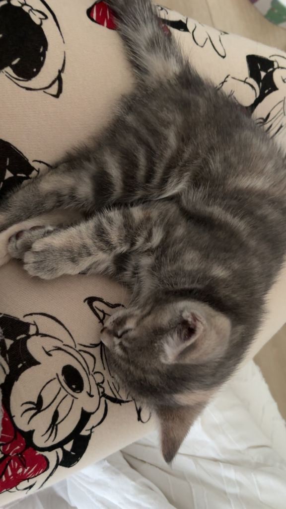 10 week old kitten female 