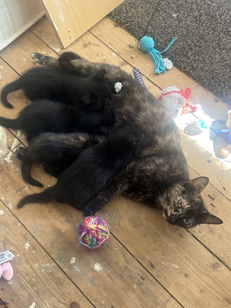 Mixed breed kittens with starter pack 