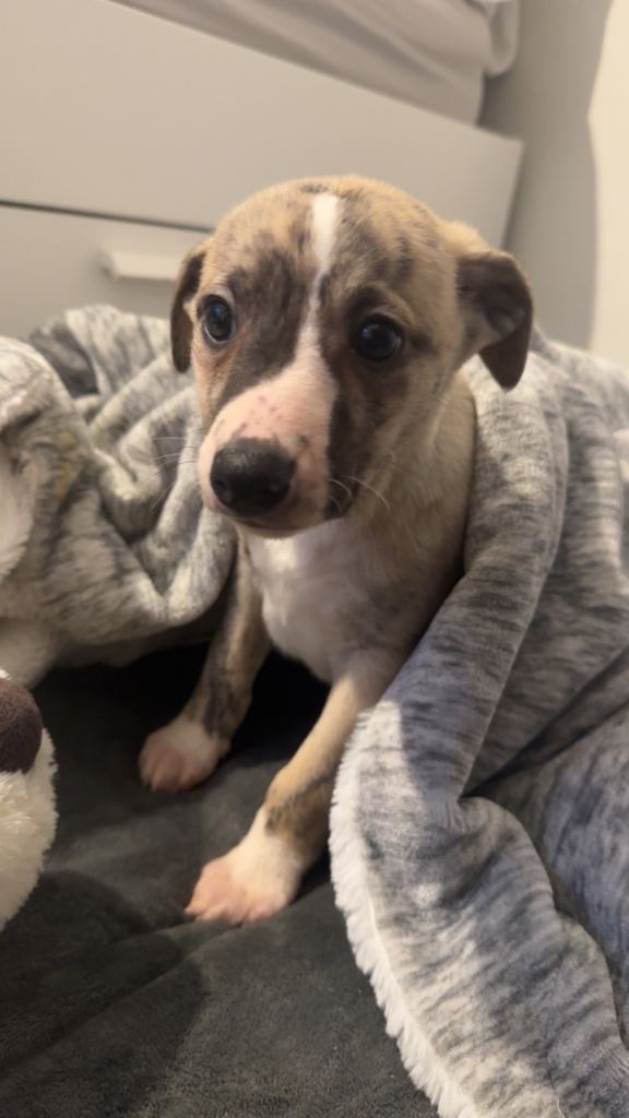 Male Whippet puppy