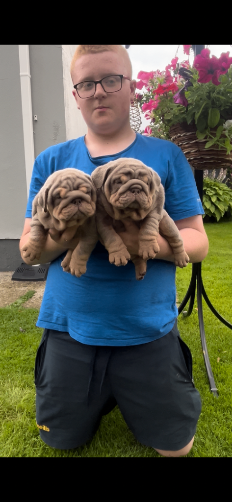 English bulldog puppies 