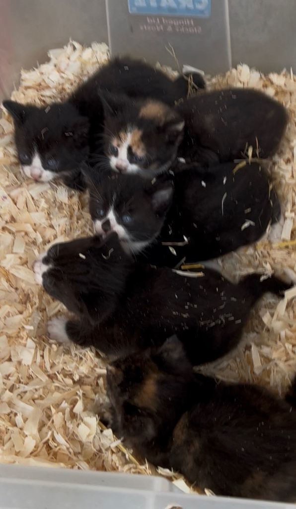 Farm Kittens 