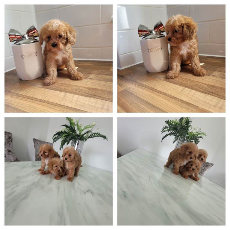 Extra tiny Asian maltipoo puppies 