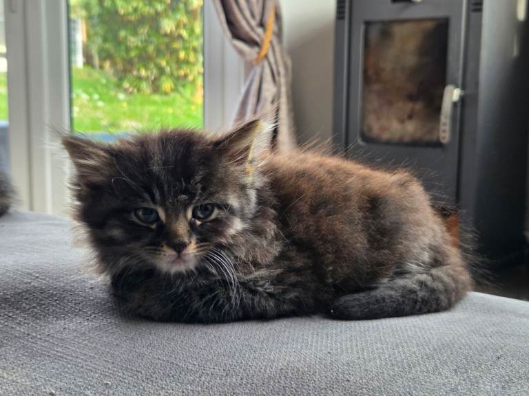 Last 2 kittens left