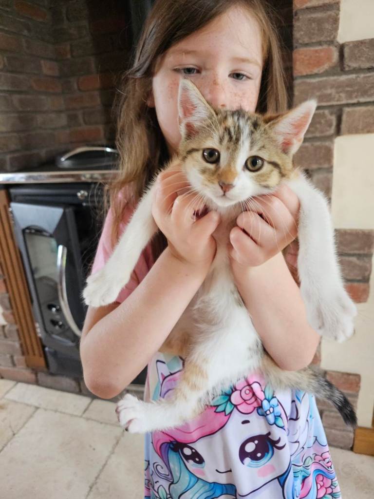 Adorable kittens 