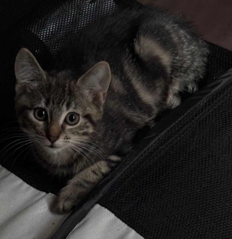 Beautiful Female Kitten, Ready To Leave