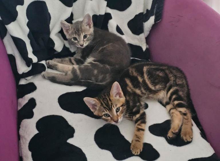 Tabby X british short hair kittens 