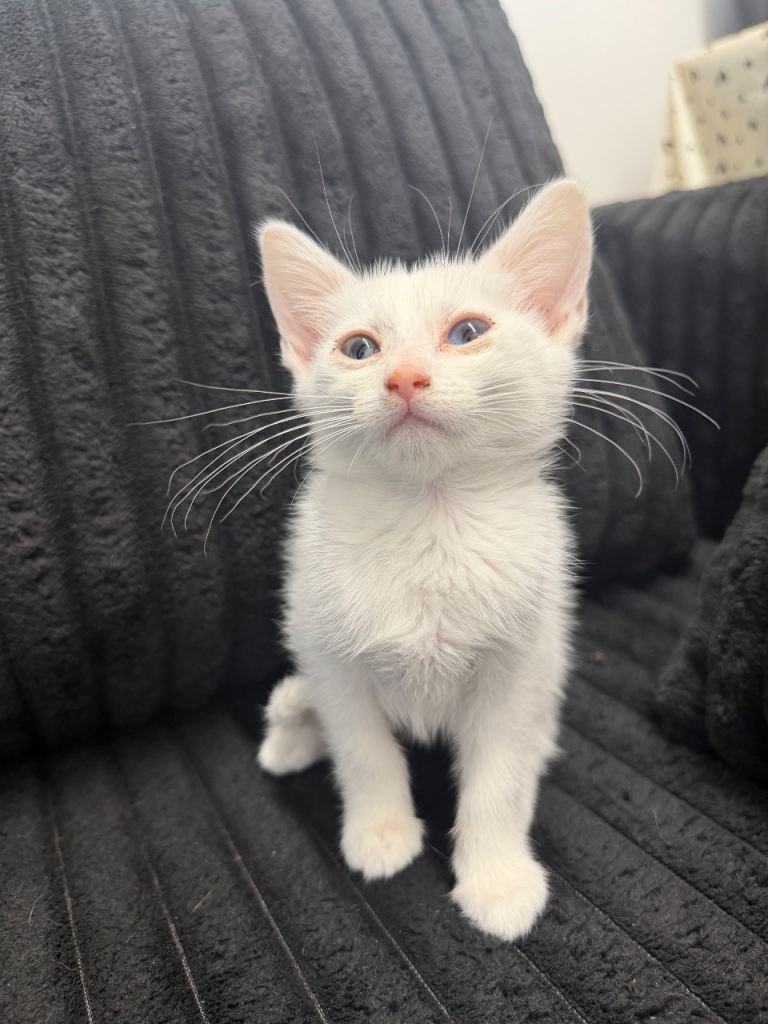 4 kittens for sale