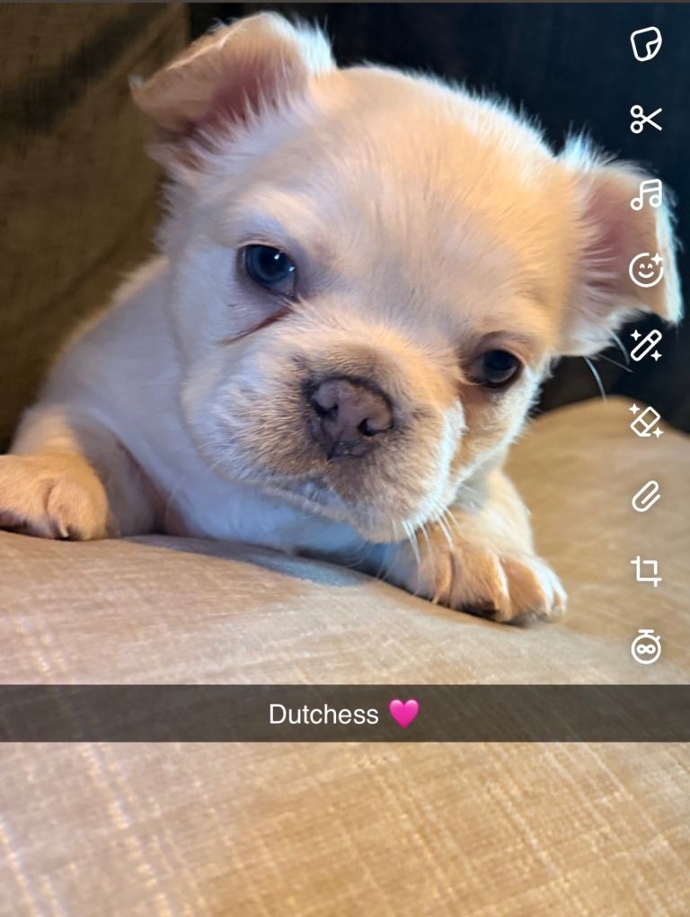 French bulldog puppies 