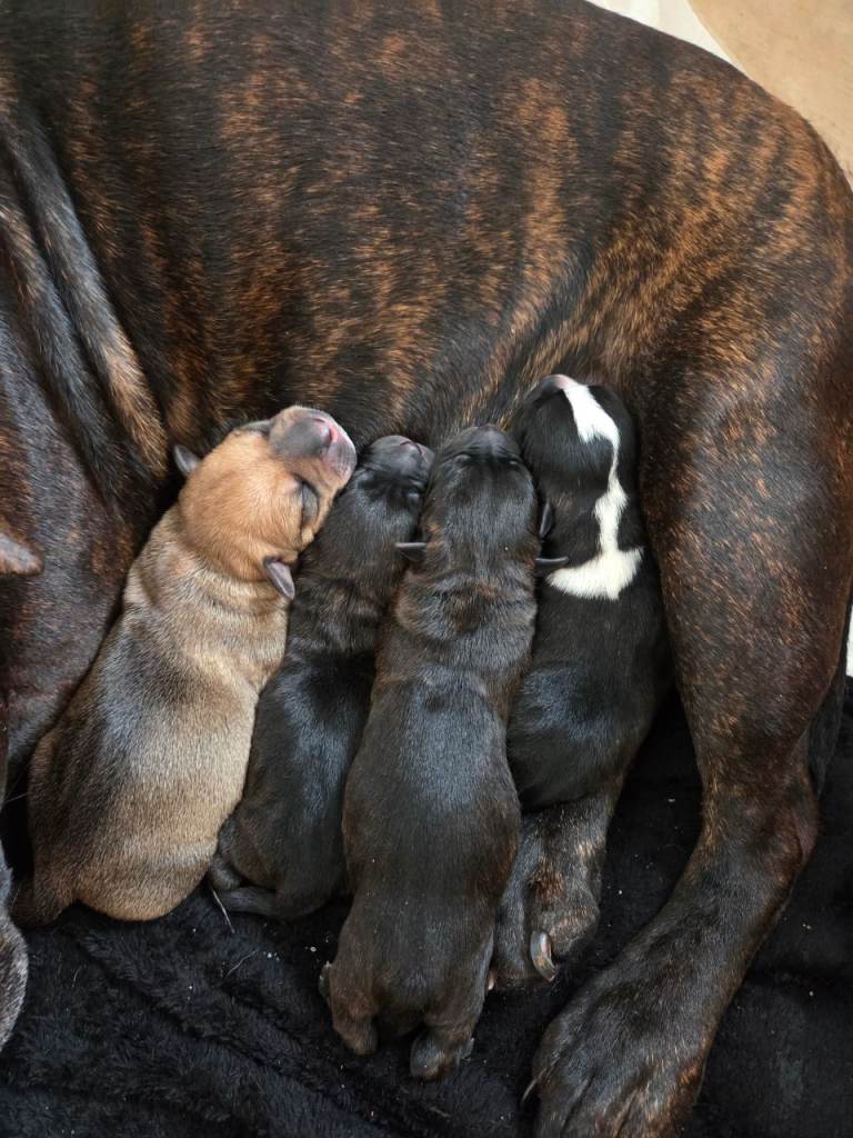 Staffordshire bull terrier pups