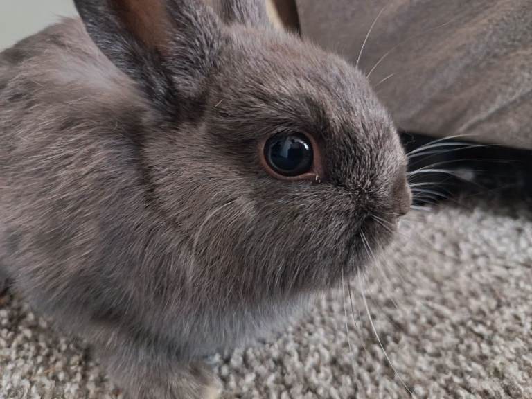 Female rabbit for sale
