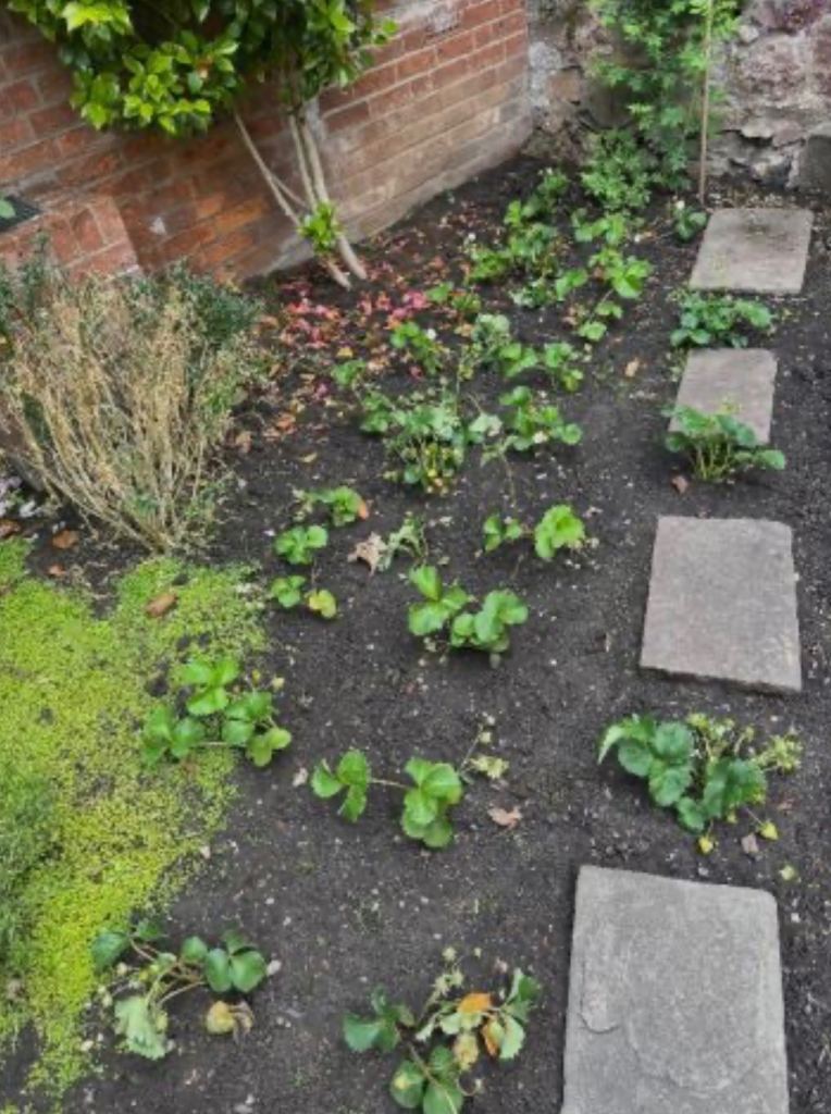 Strawberry plants in Bristol Hotwells