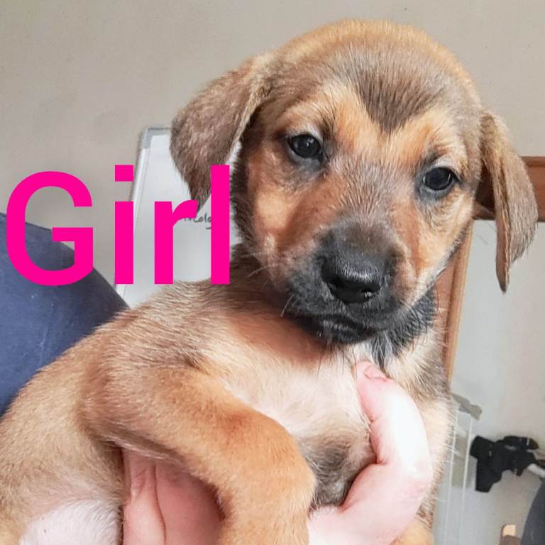 Puppies for sale!