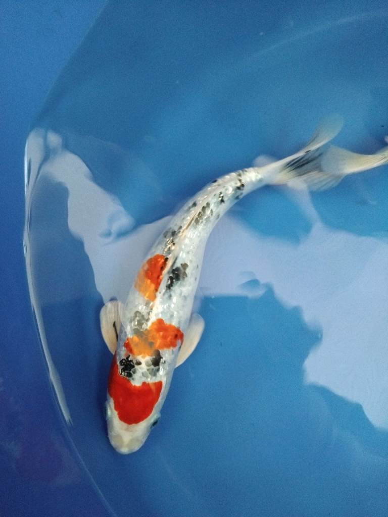 High Grade Koi Carp Hand picked