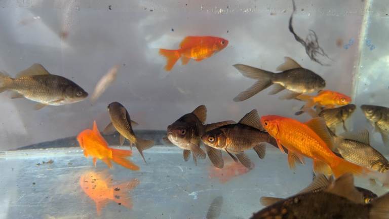 Goldfish - Mixed colour fish