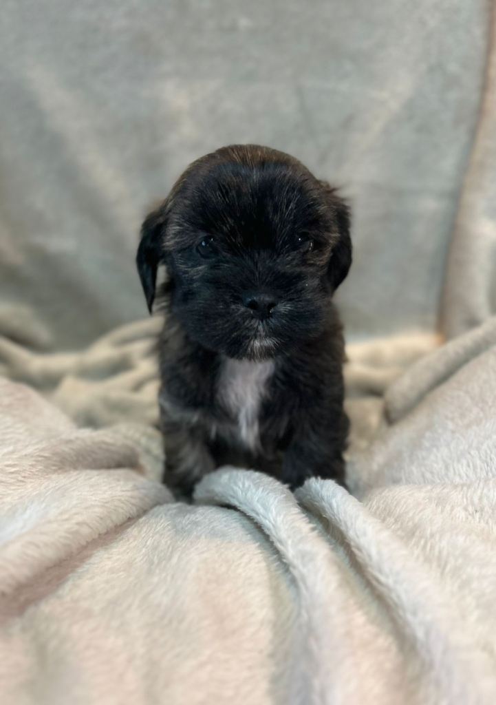 Lhasapoo puppies 🧸 ready this weekend!