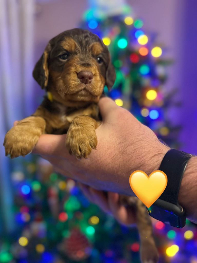 ✨ Chocolate & Tan Cocker Spaniel Puppies ✨