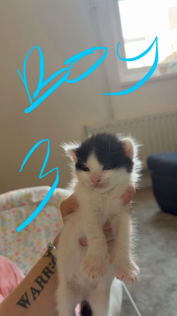 Male kitten