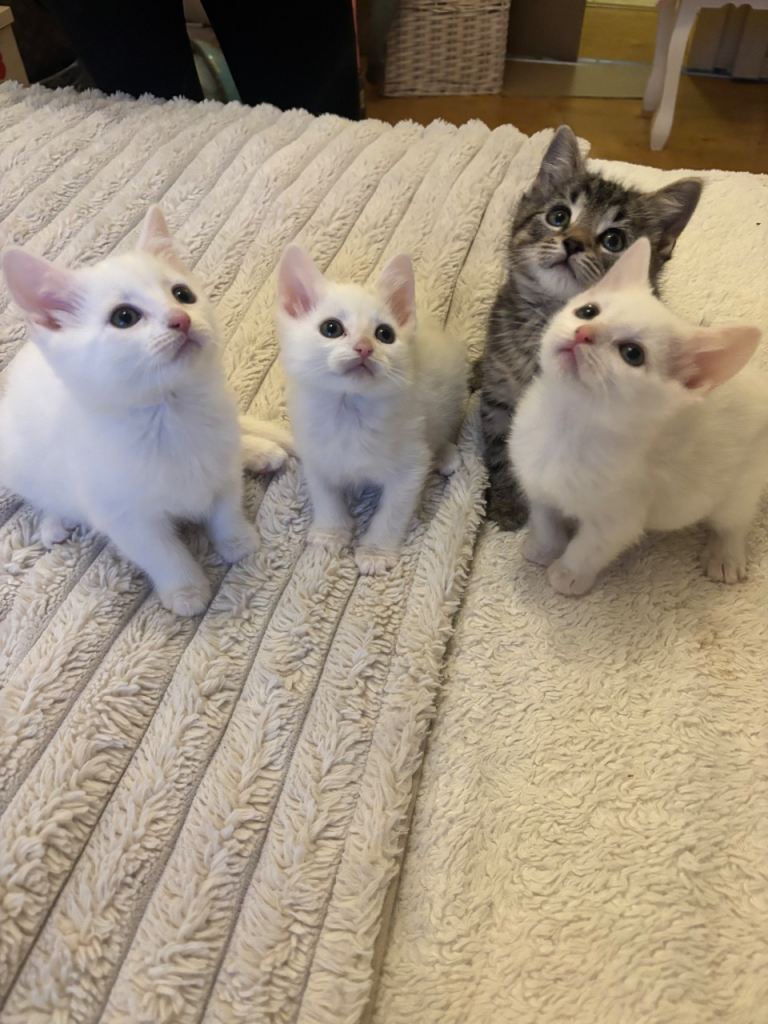 Adorable Turkish Angora Kittens – Ready Now 🐾