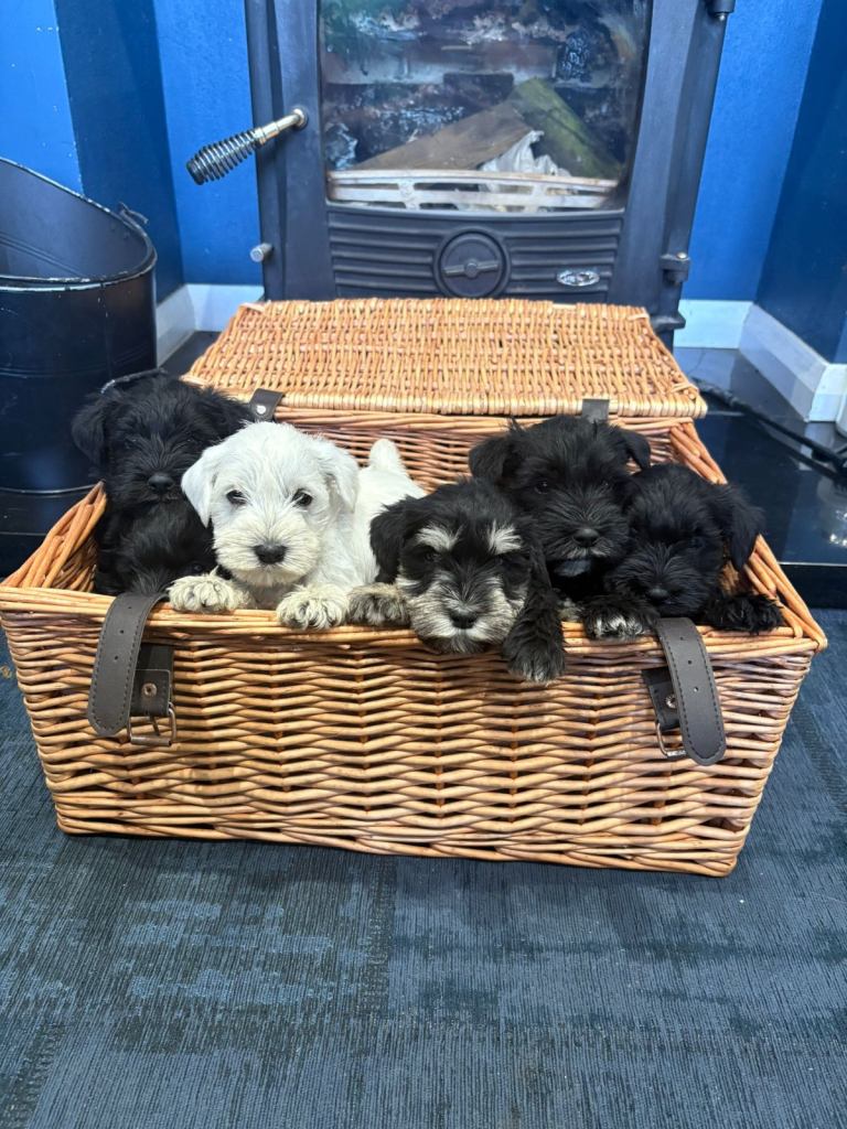 Miniature schnauzer k c reg