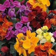 image for Flash sale bare root wall flowers only 0.25 each ready now