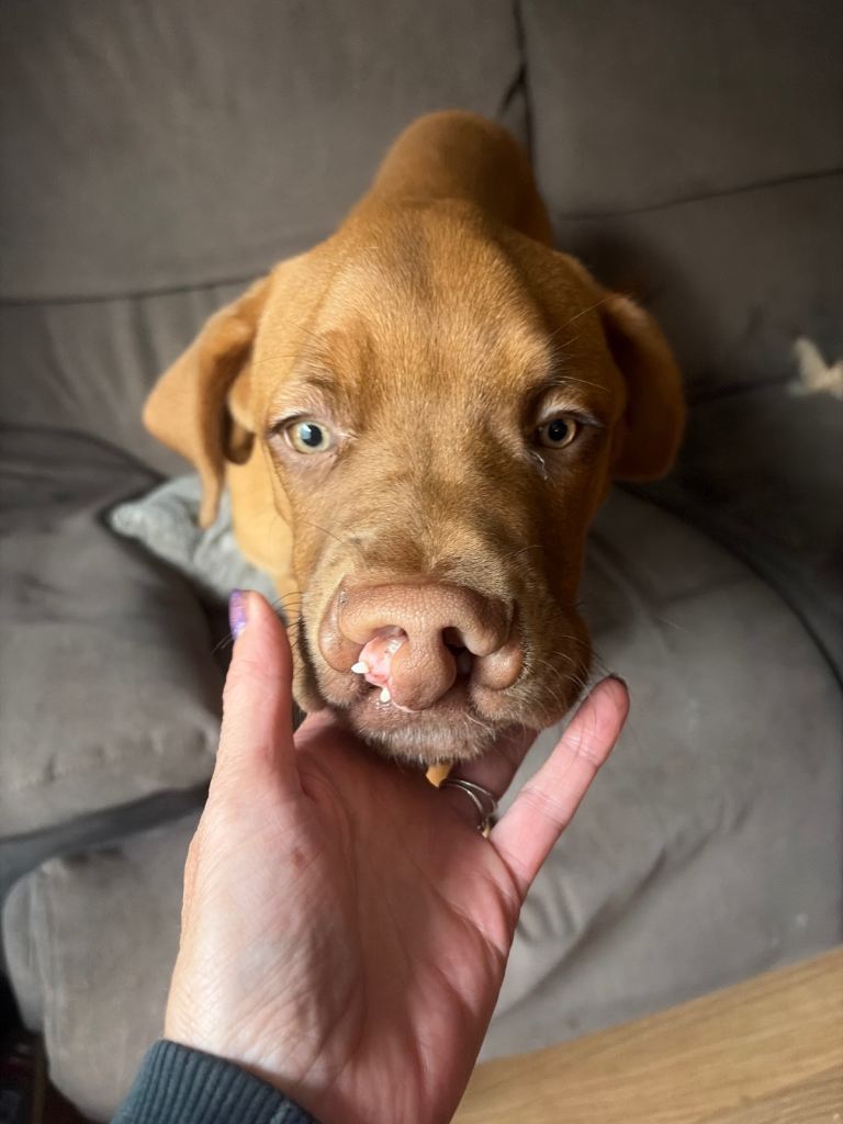 6 month Dogue de Bordeaux
