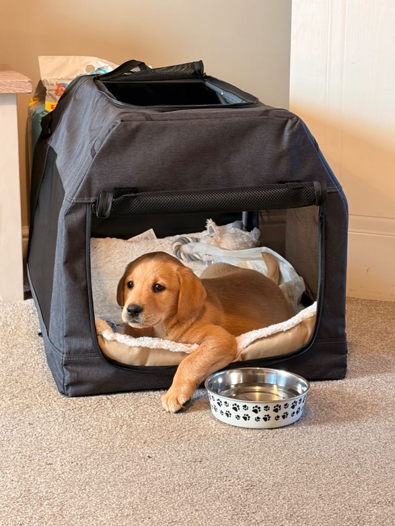 Sad sale - puppy for rehome