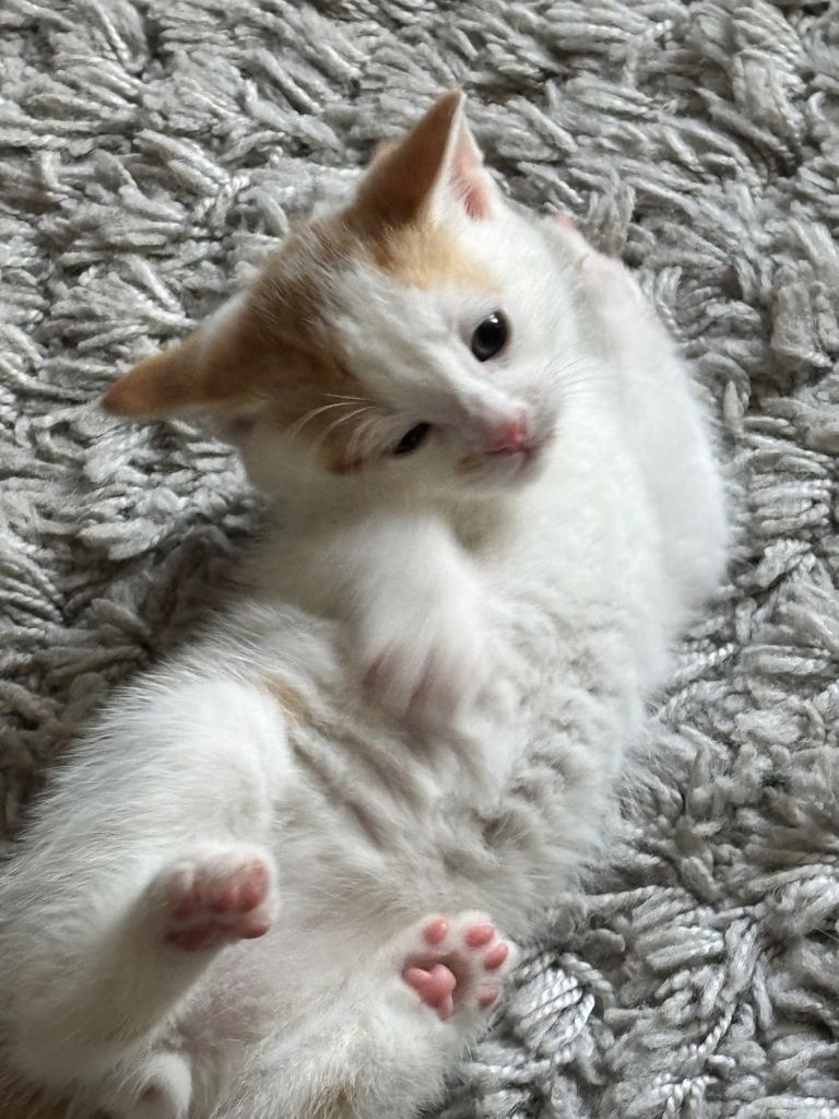 8wk old kittens 2 male 2 female 