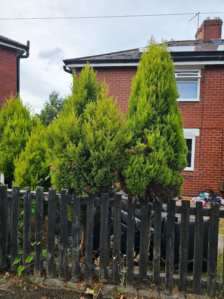 Established Conifer Trees - Healthy Garden Plants