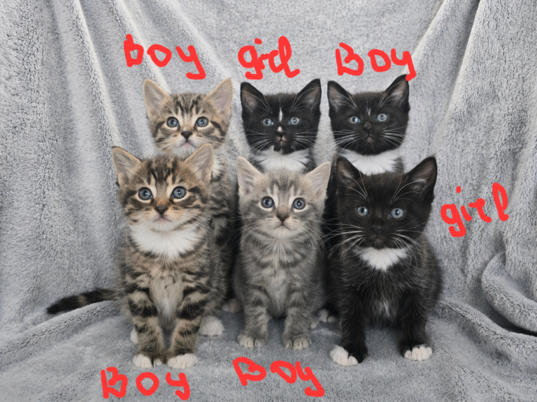 Adorable Kittens for Sale – Ready to Reserve 🐾