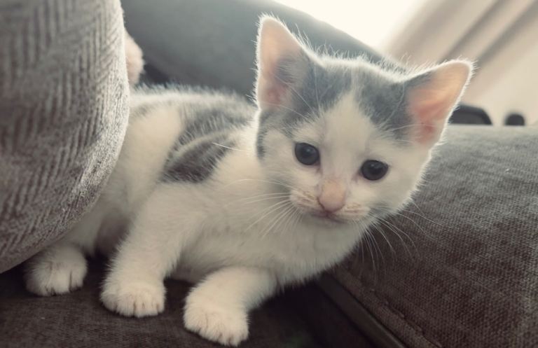Adorable Kittens Looking for Forever Homes