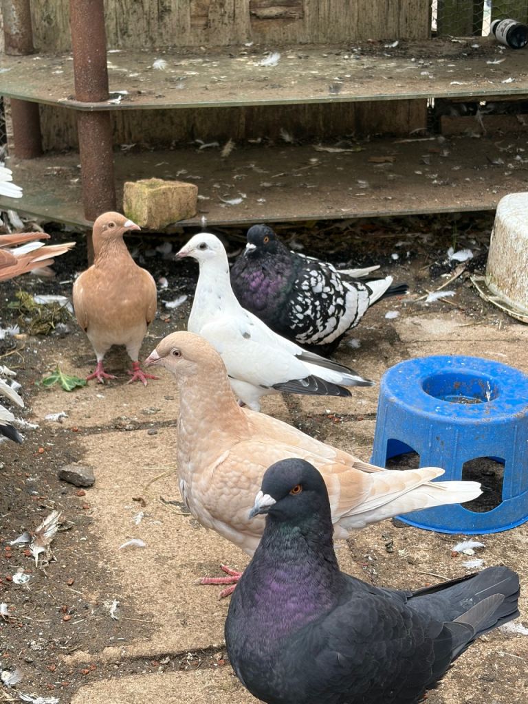 Various types of pigeons available 