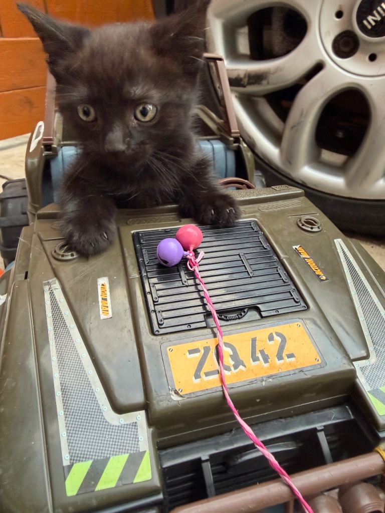 Energetic kittens looking for a new home