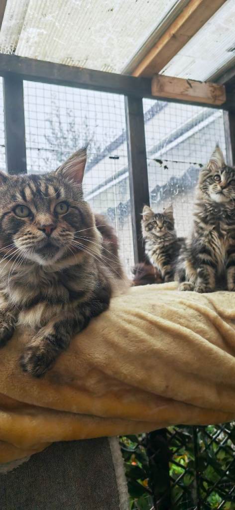 Beautiful Maine Coon kittens 1 boy 3 girls 