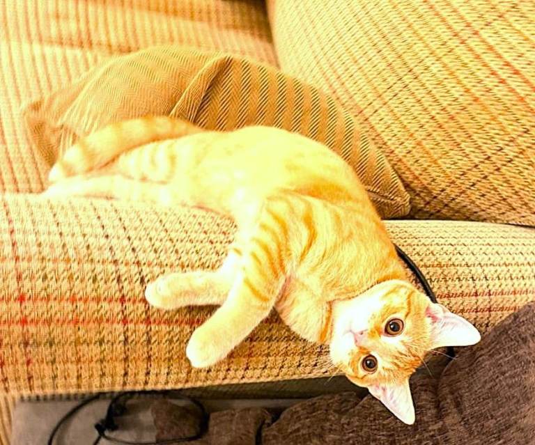 kitten for Sale in Prestwich