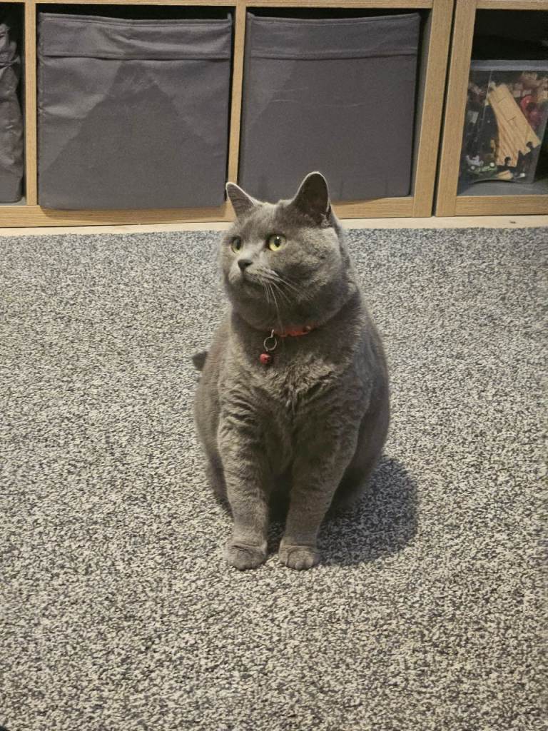 Cat for Rehoming 