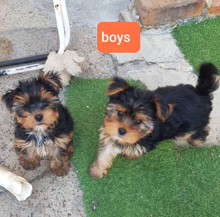 Yorkshire terrier puppies 10 weeks old 
