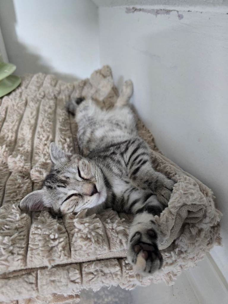 *READY NOW* 2 GIRLS LEFT SNOW BENGAL X
