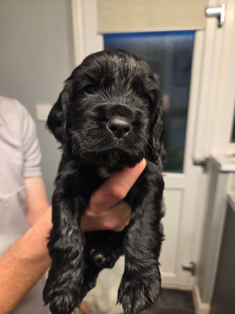 Beautiful Male Worker Cocker Spaniel Pups 