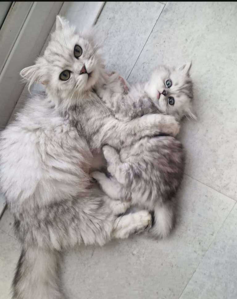 Persian chinchilla x tabby kittens 