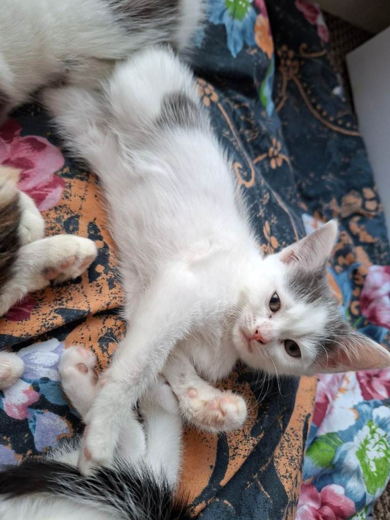 Lovely,  clever kittens 