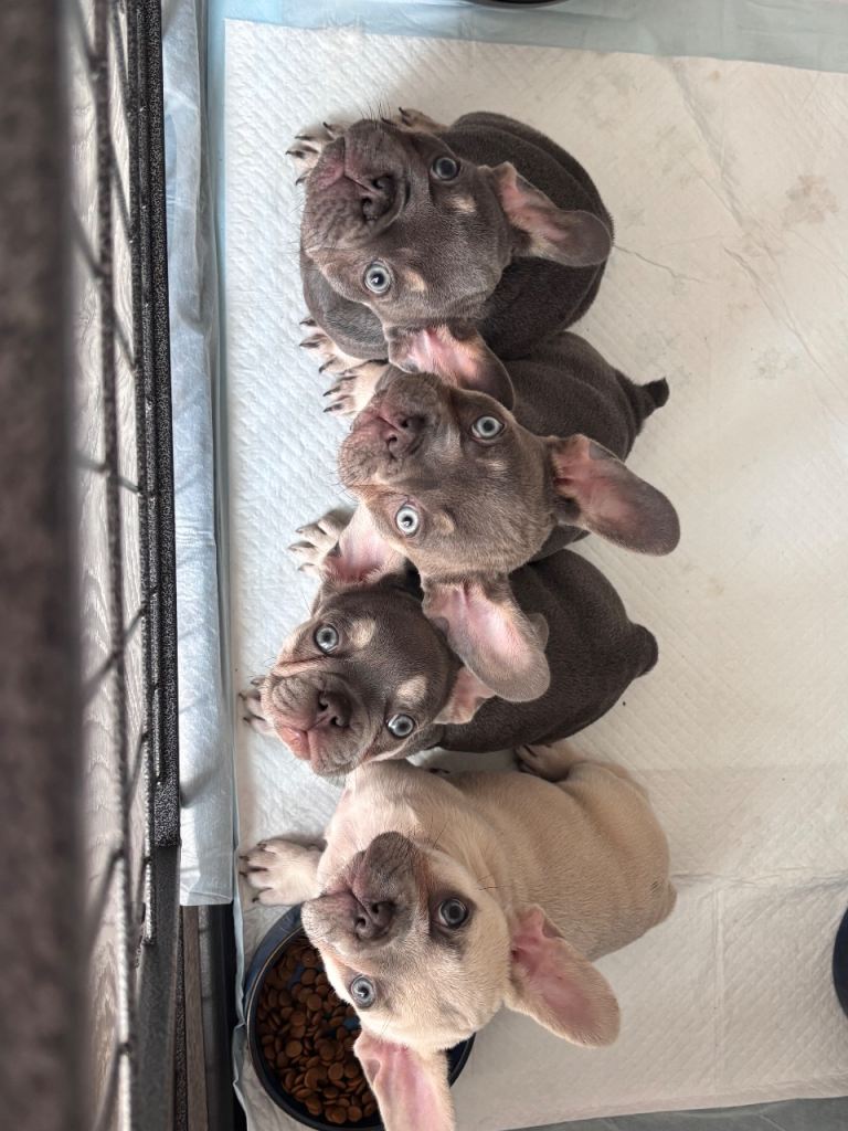 🩷READY NOW…Gorgeous litter of French bulldog puppies 