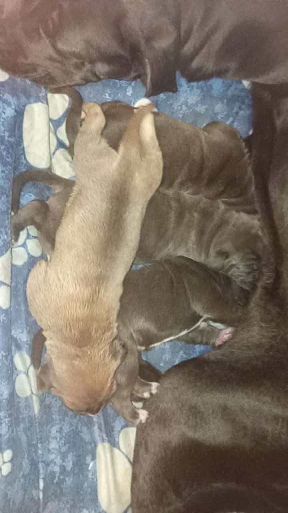 Big blue cane corso pups/puppies