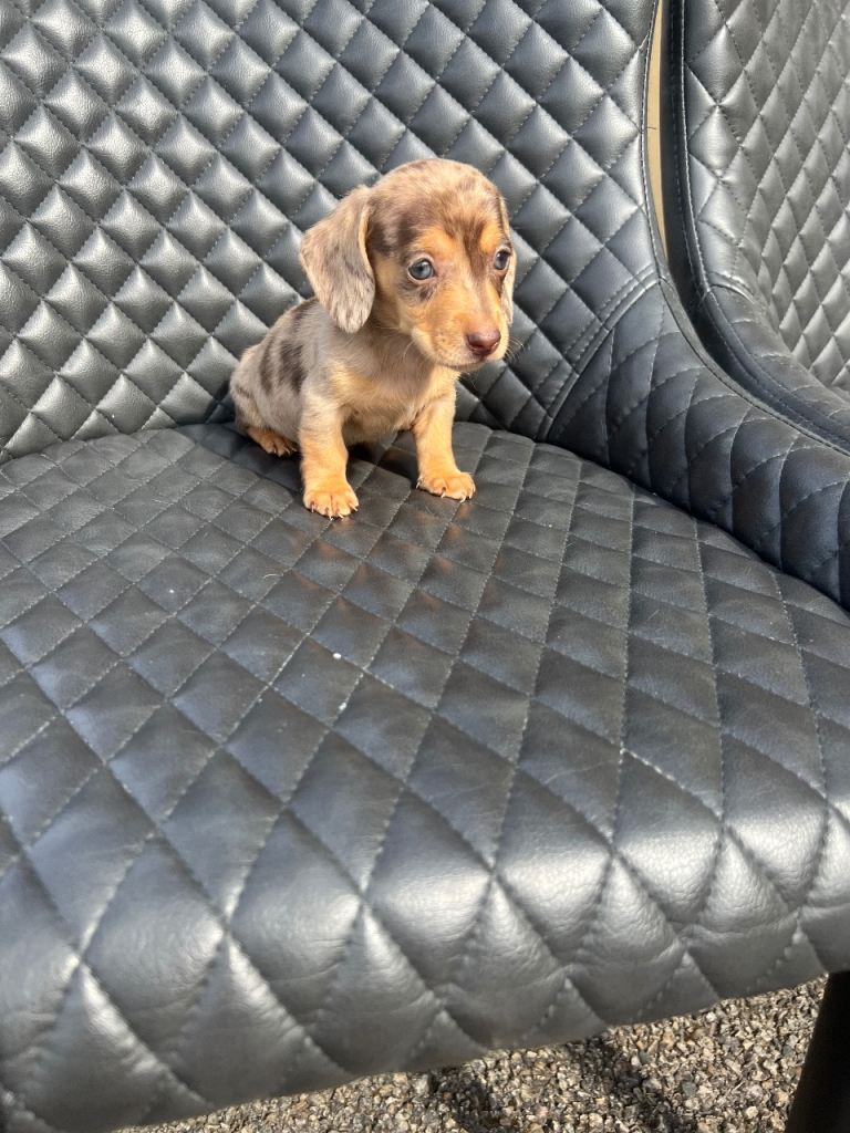 Dachshund puppies 
